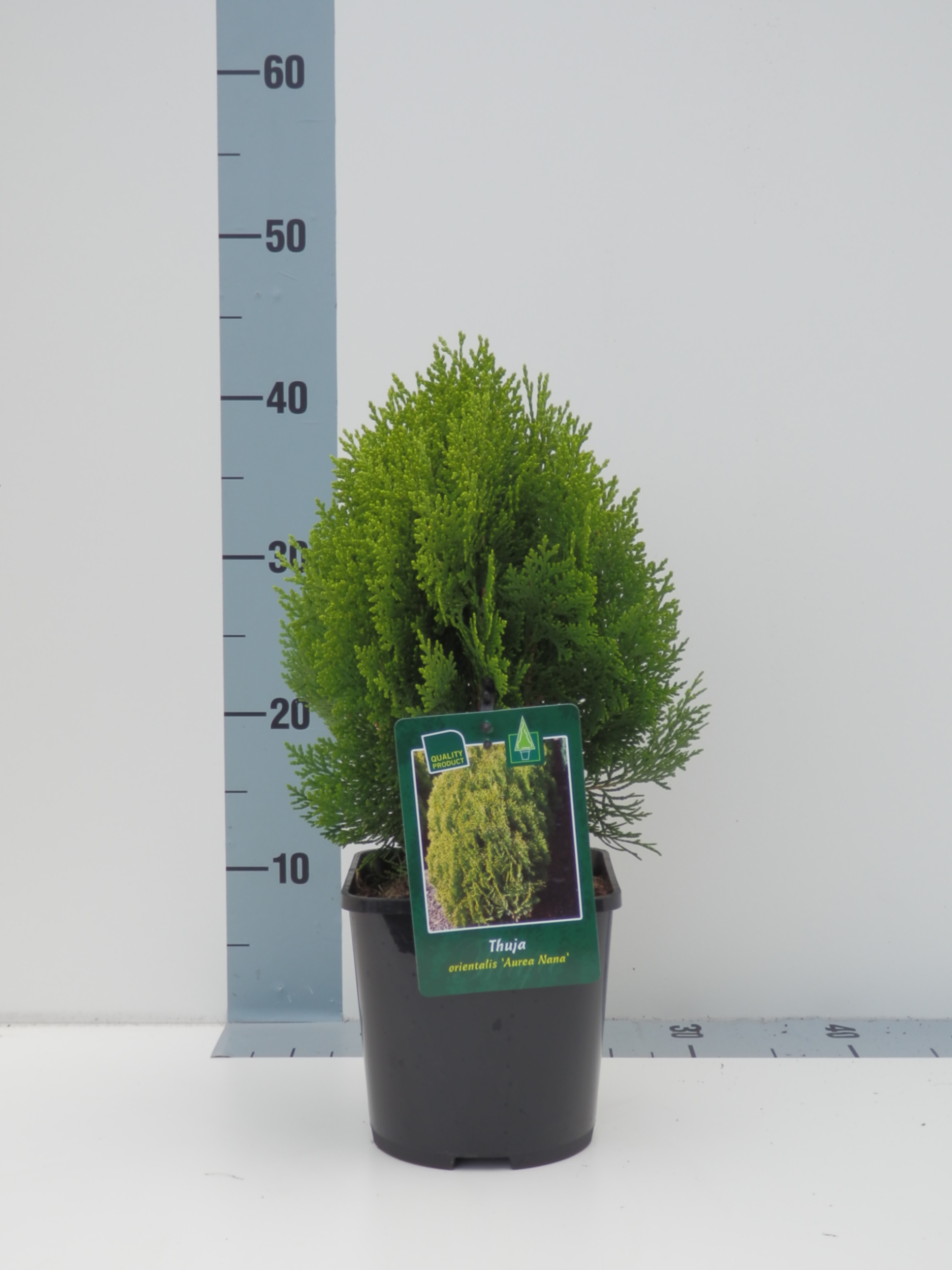 Туя западная Ауреа Нана